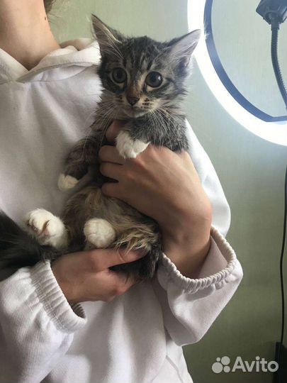 Скарлет, котёнок из подвала