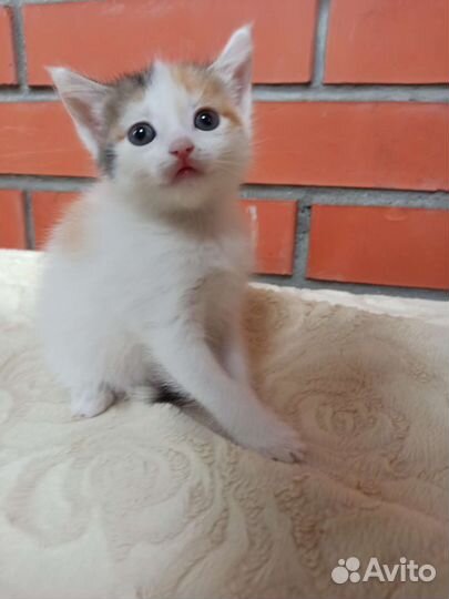 Котёнок 2 месяца