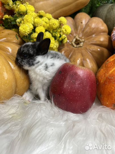 Ручные кролики мини