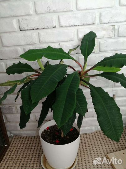 Молочай ребристый