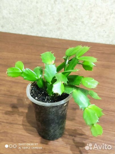 Шлюмбергера (декабрист)