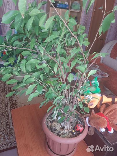 Комнатные цветы Фикус