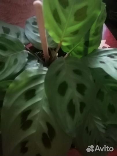 Комнатный цветок