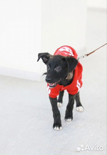 Щенок мальчик