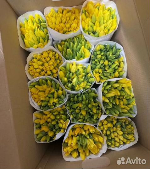 Тюльпаны к 8 марта опт/розница