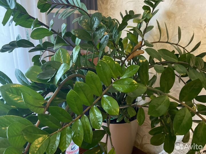 Комнатные растения