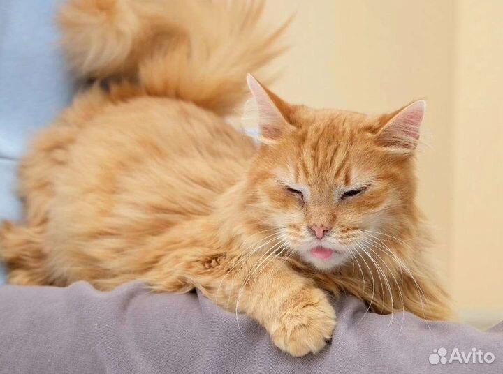 Рыжий кот