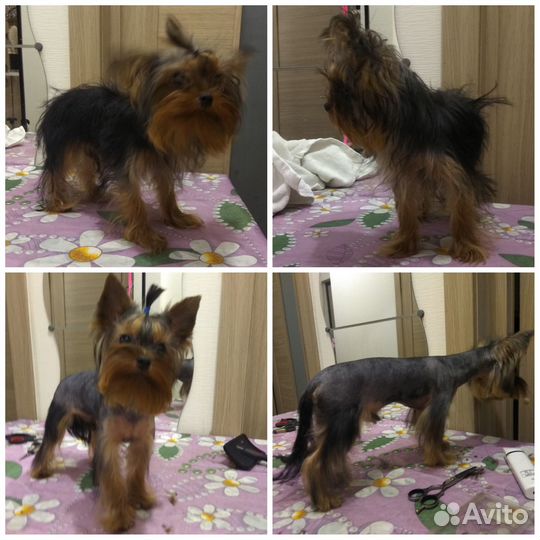 Выгул собак/зооняня/грумер