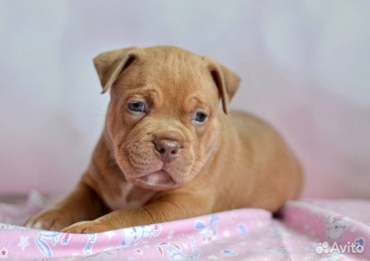Американский булли щенки