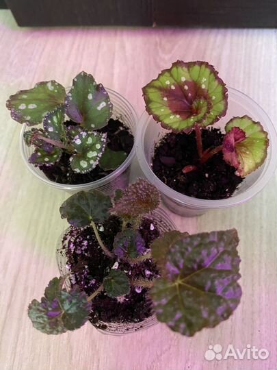 Бегонии, пеперомии