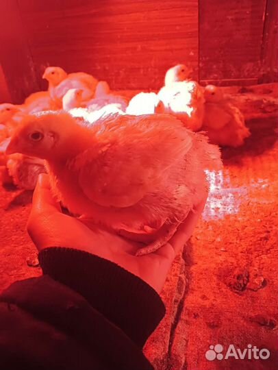 Мясо деревенское курицы бройлера