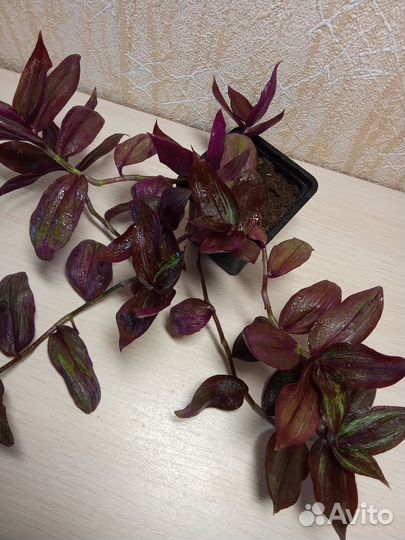 Традесканция красная