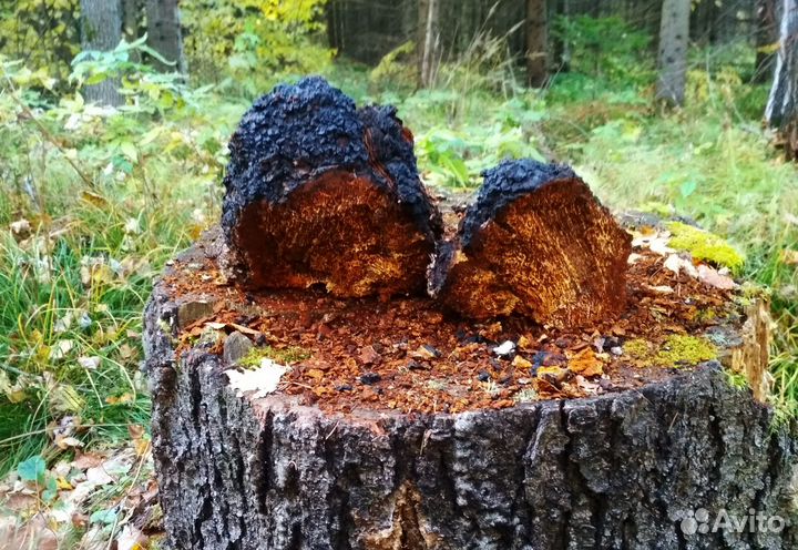 Чага, 1 кг