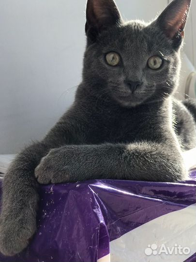 Котик серый