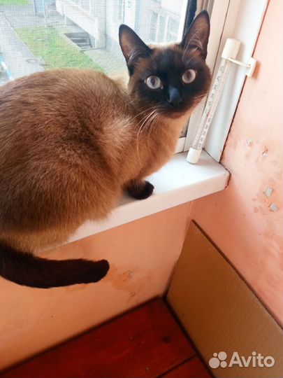 Сиамская кошечка