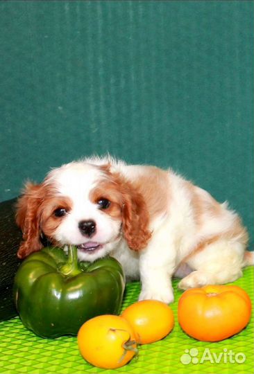 Кавалер Кинг чарльз спаниель щенок девочка
