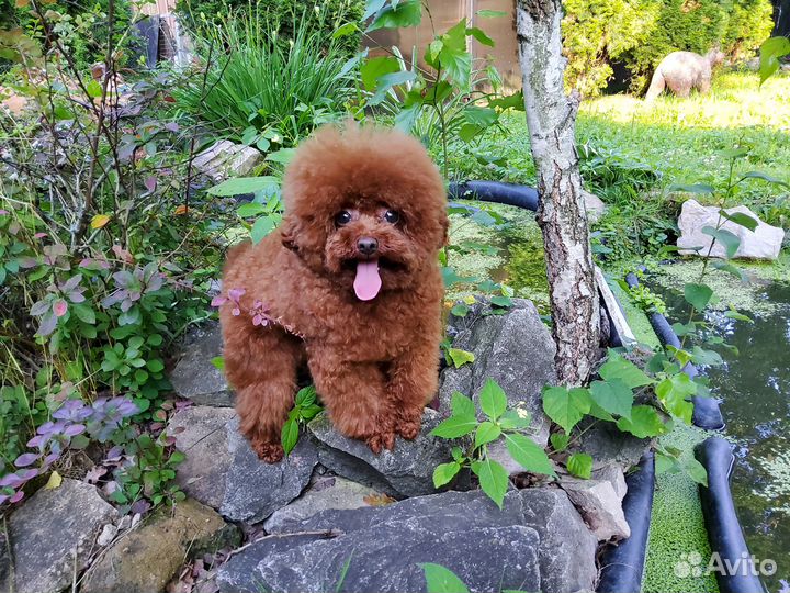 Вязка.Красные той-пудели-Чемпионы(от 19 до 24 см)