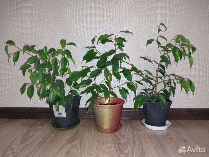 Фикус бенджамина