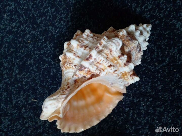 Ракушка Большая