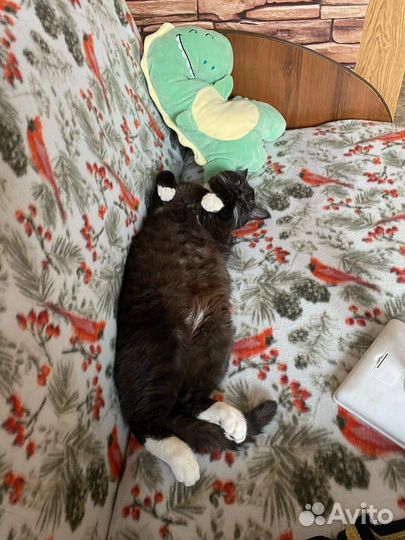 Котик ищет семью