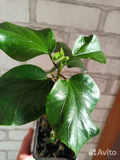 Комнатные растения и цветы