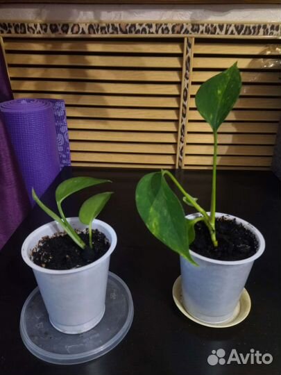 Сциндапсус