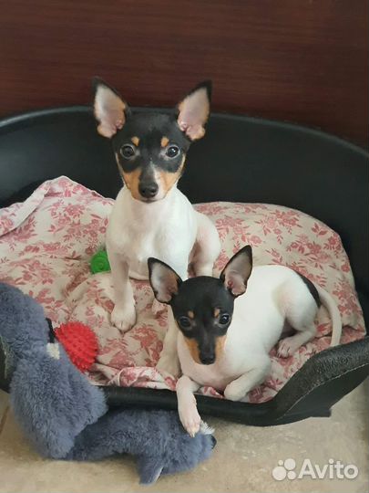 Американский той фокстерьер