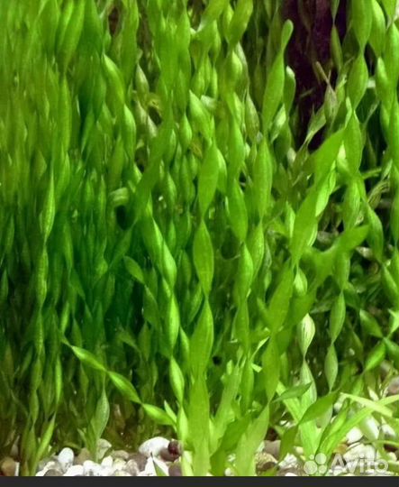 Аквариумное растение