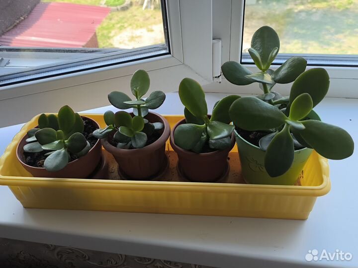 Денежное дерево