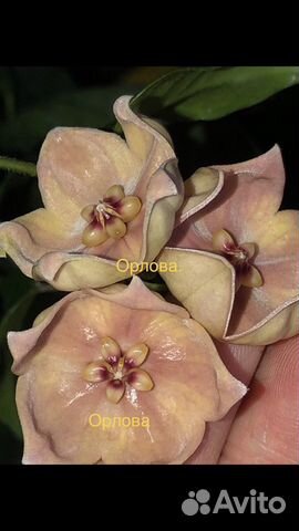 Хойи большой выбор