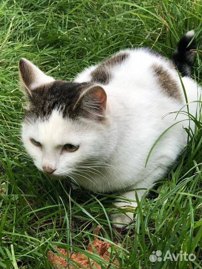 Ручная,новая брошенка-кошечка в опасности,нуж дом