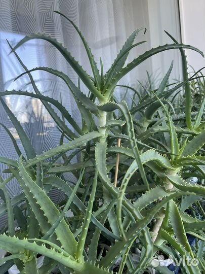 Алоэ лечебный