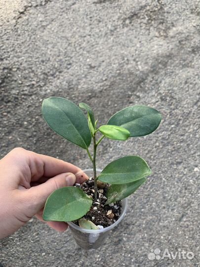 Каланхоэ, фикус, крассула