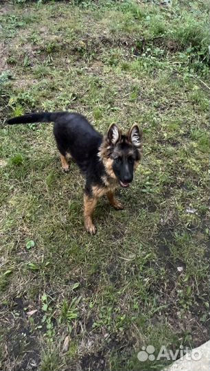 Немецкая овчарка сука с документами