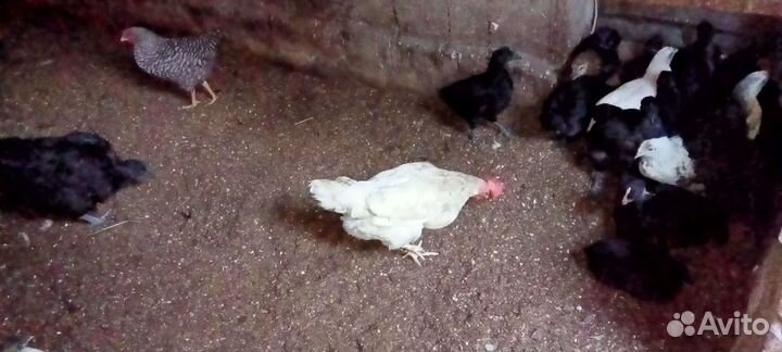 Цыплята китайские и помесь разный возраст