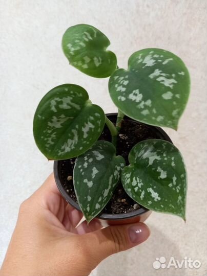 Сциндапсус Аргирея