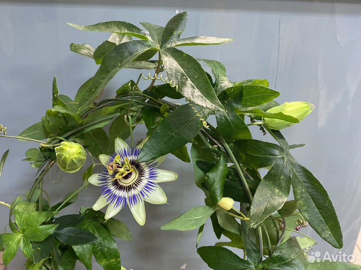 Пассифлора
