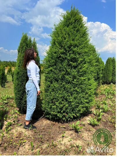 Туя брабант с гарантией
