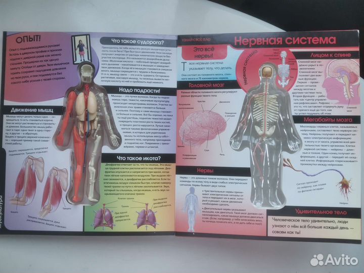Энциклопедия Узнай свое тело, модель