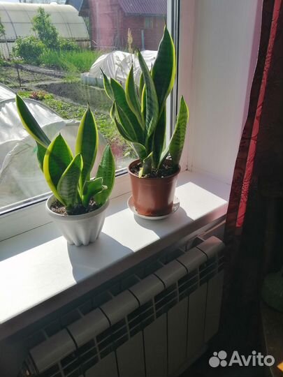 Сансевиерия