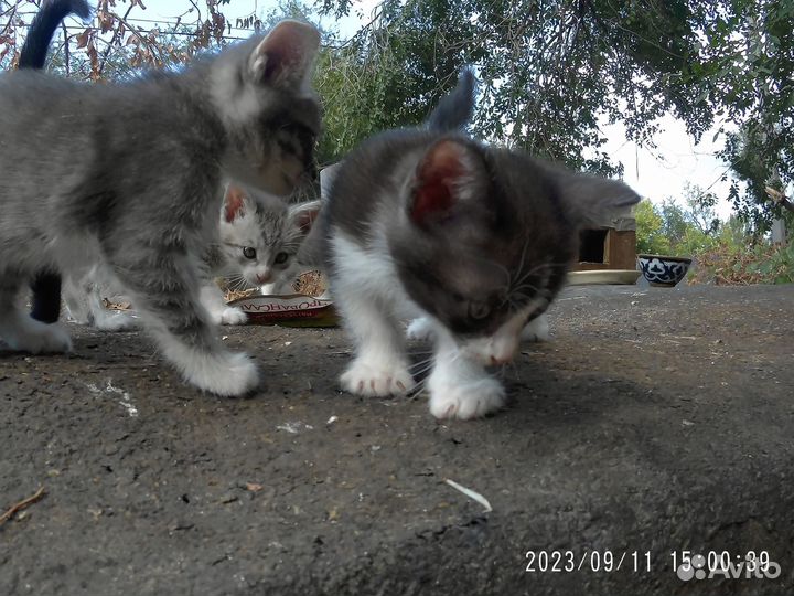 Котята в добрые руки