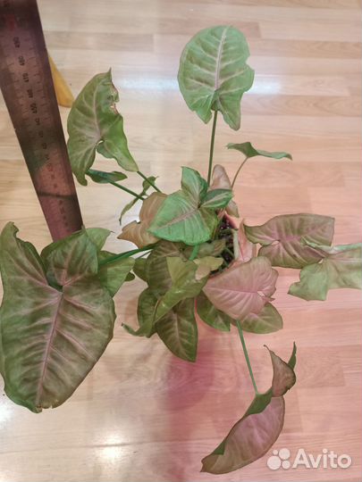 Жаде сатин сциндапсус,марбл квин