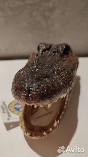 Чучело головы крокодила