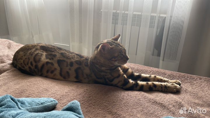 Бенгальский кот