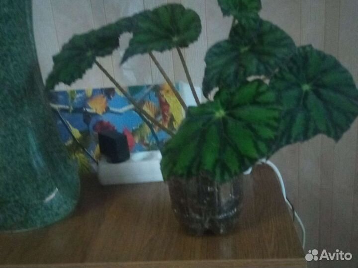 Комнатные растения