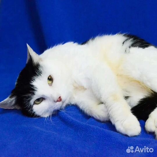 Муркоша выжил вопреки всему, ищет дом