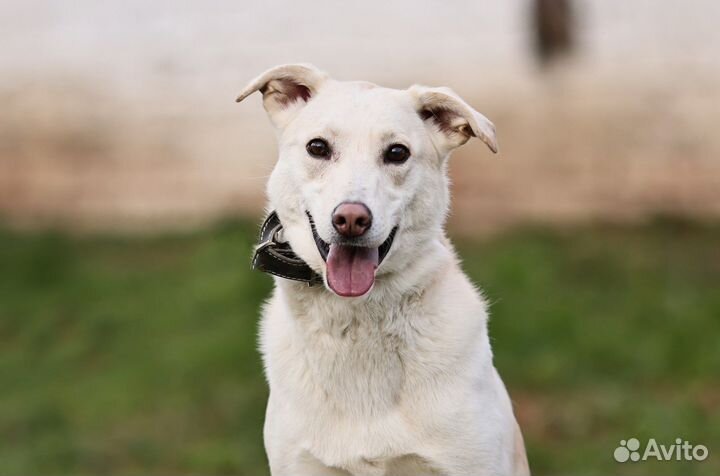 Метис лайки и лабрадора в дар