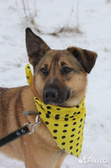 Собака в добрые руки