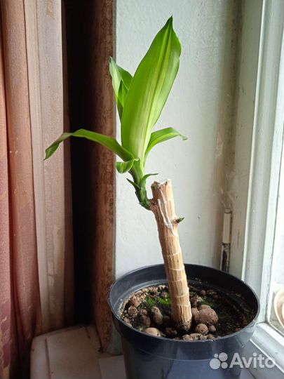 Драцена Массанжеана, с 2 мя побегами