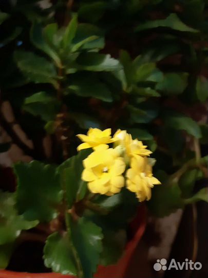 Каланхоэ цветущий